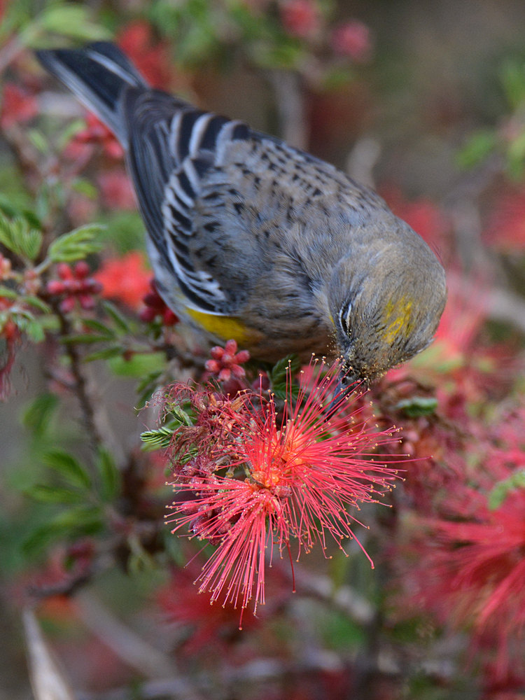 Finch8.jpg