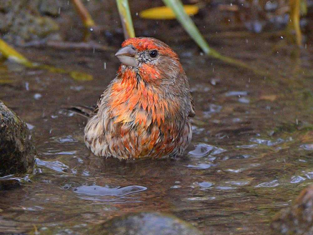 Finch8.jpg