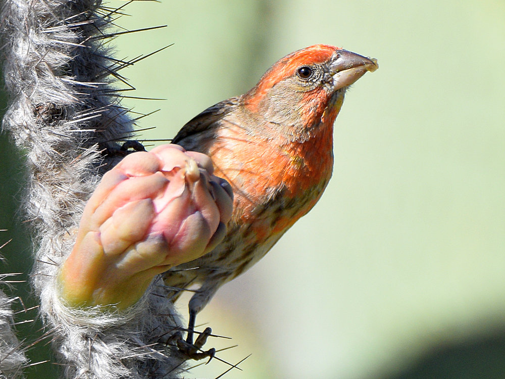 Finch8.jpg