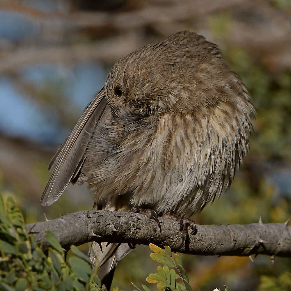 Finch8.jpg