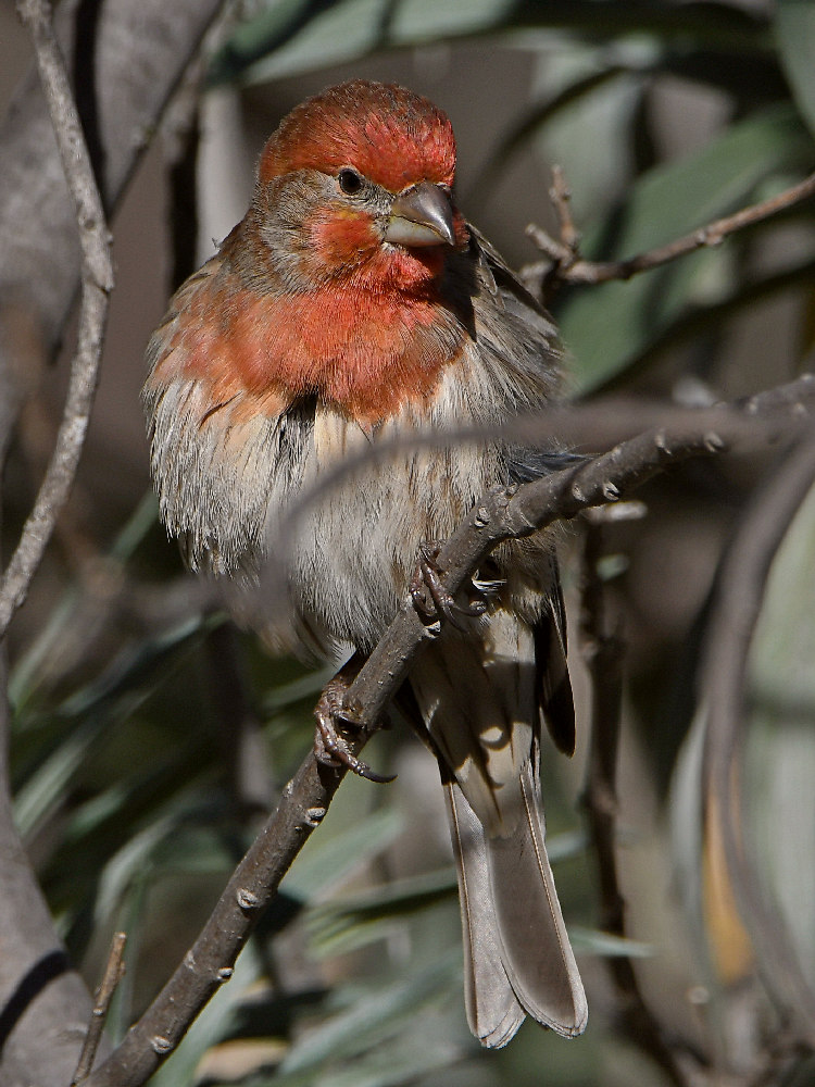 Finch8.jpg