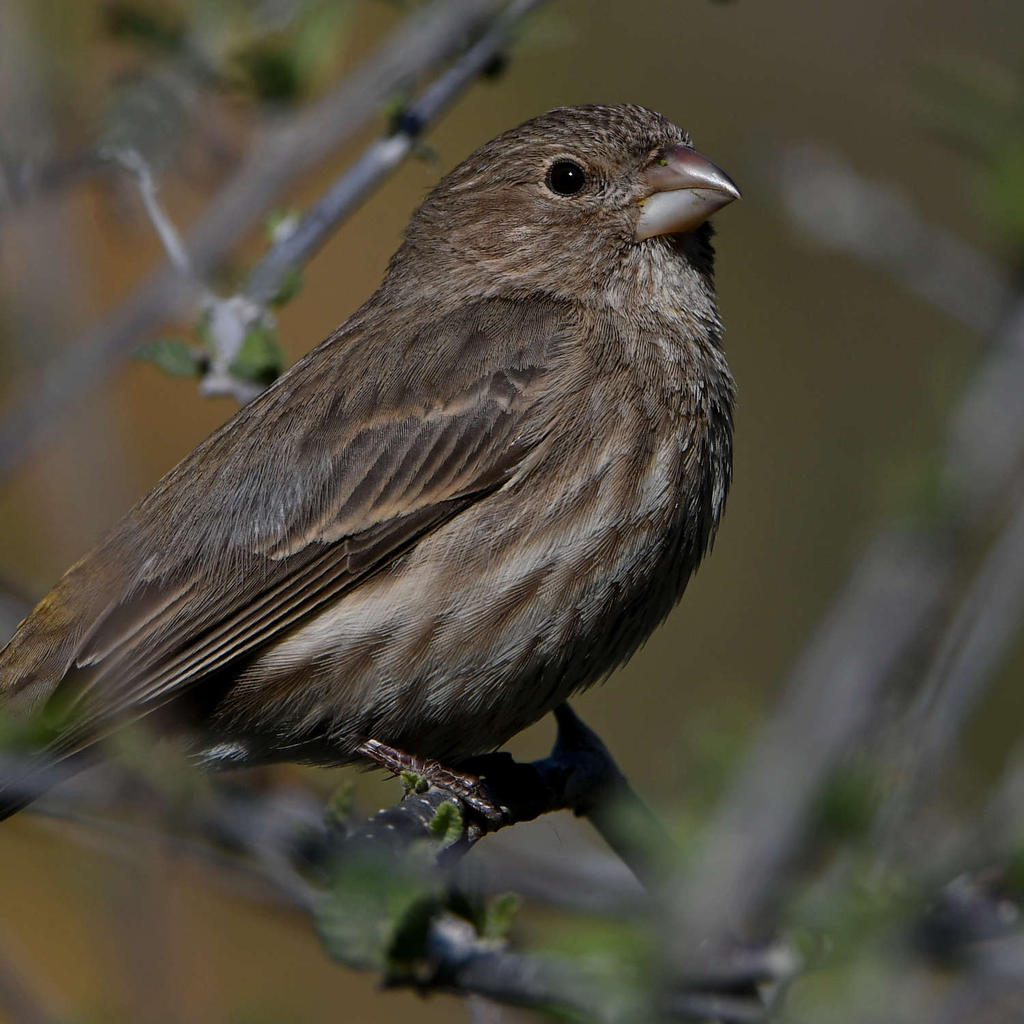 Finch8.jpg