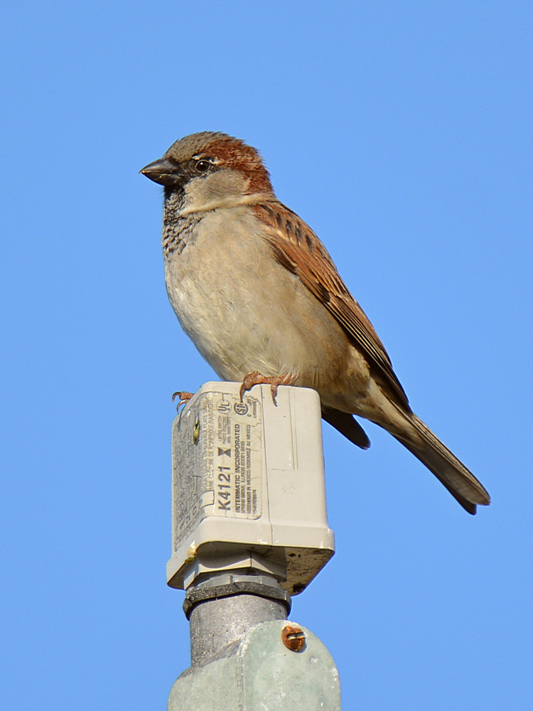Finch9.jpg