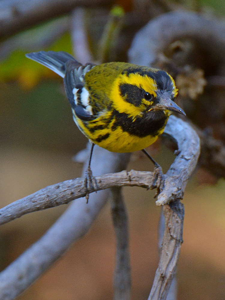 Finch9.jpg