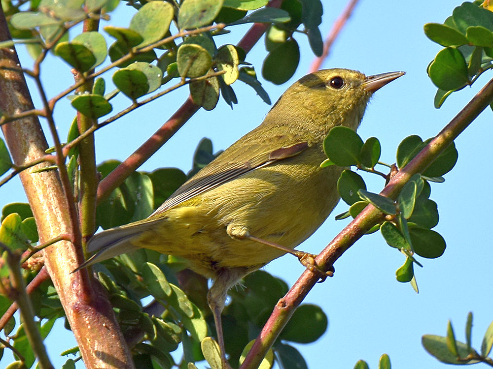 Finch9.jpg
