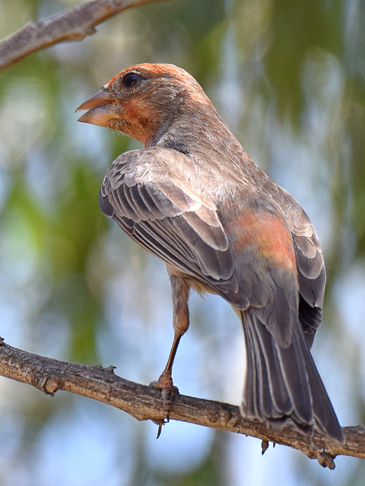 Finch9.jpg