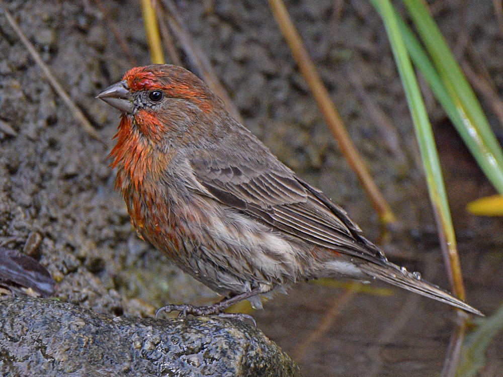 Finch9.jpg