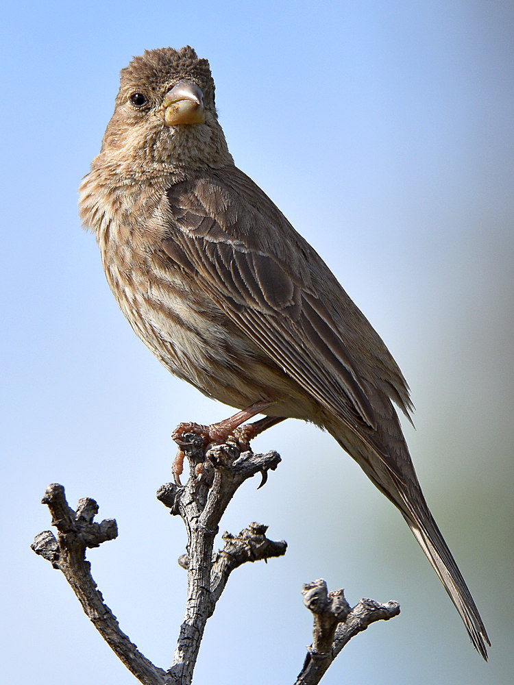 Finch9.jpg