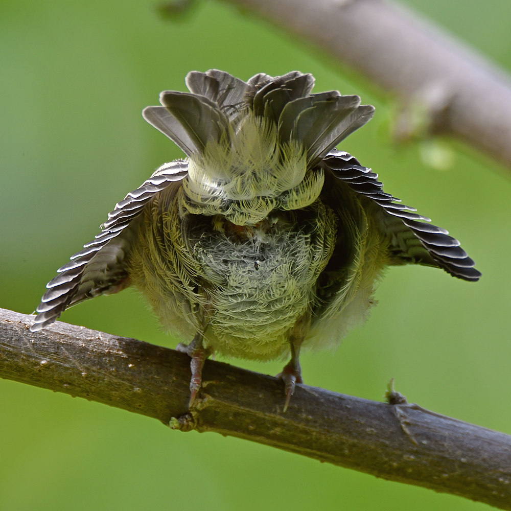 Finch9.jpg