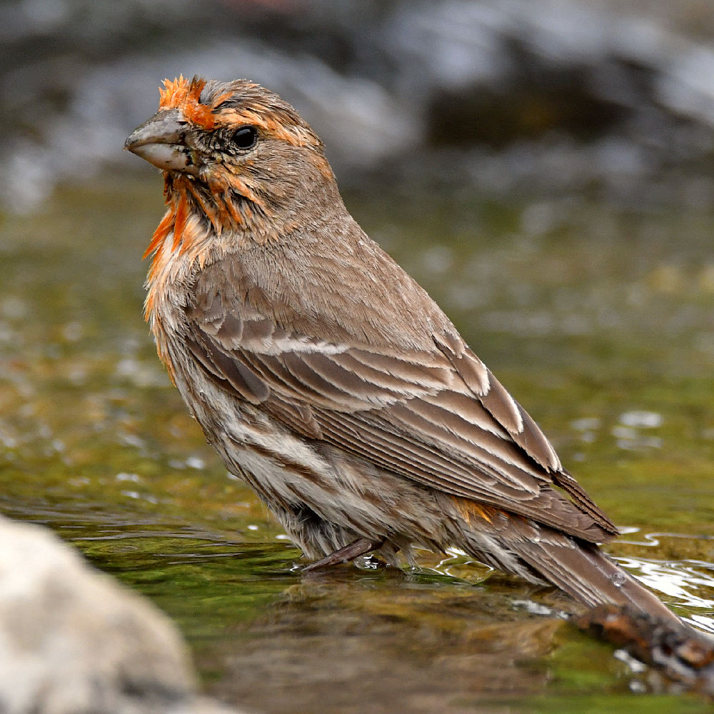 Finch9.jpg