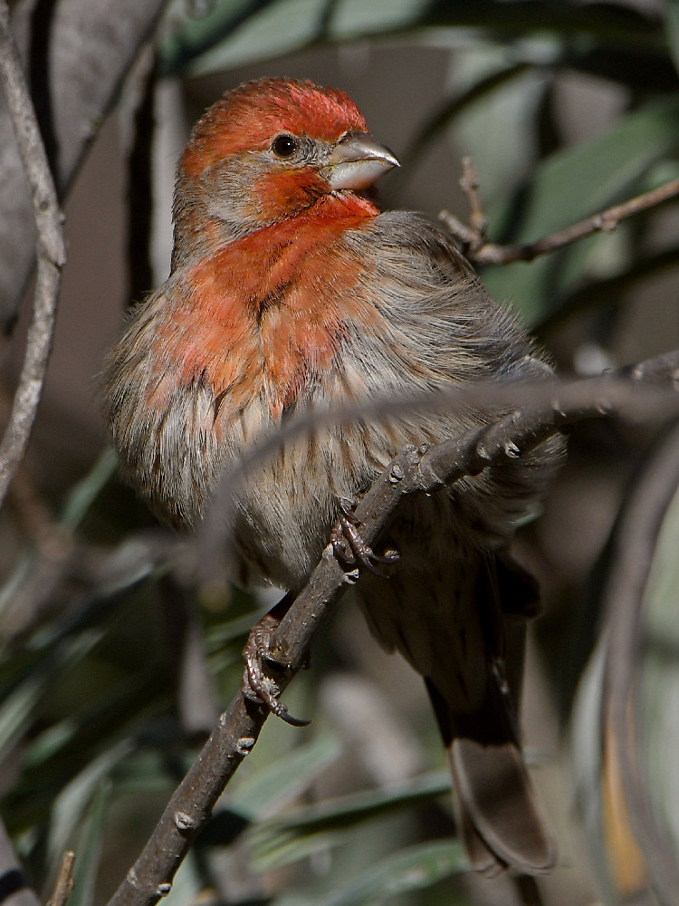 Finch9.jpg
