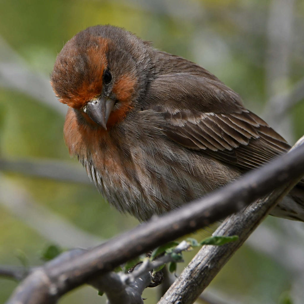 Finch9.jpg
