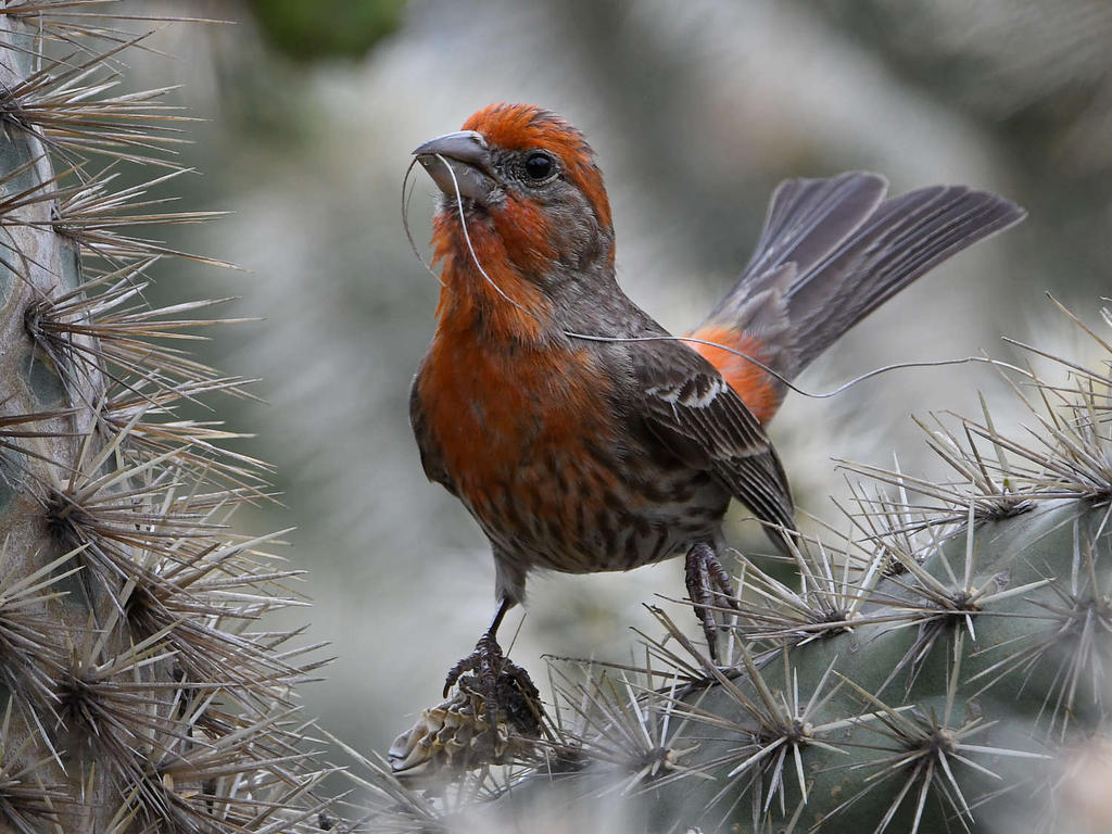Finch9.jpg