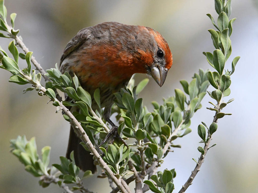 Finch9.jpg