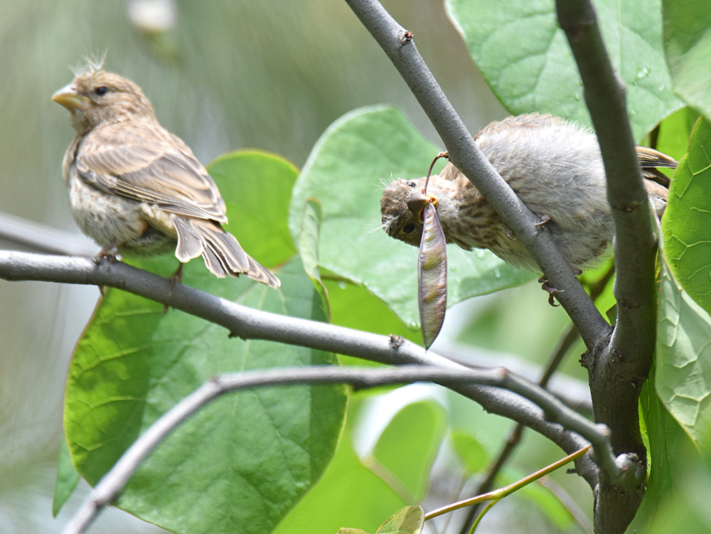 Finches.jpg