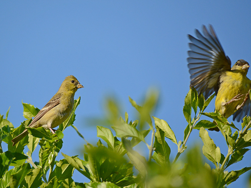 Finches.jpg