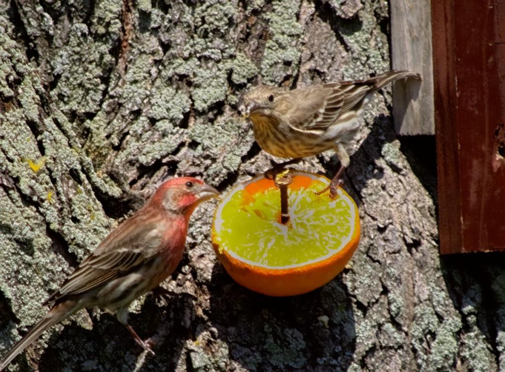 finches on the orange.jpg