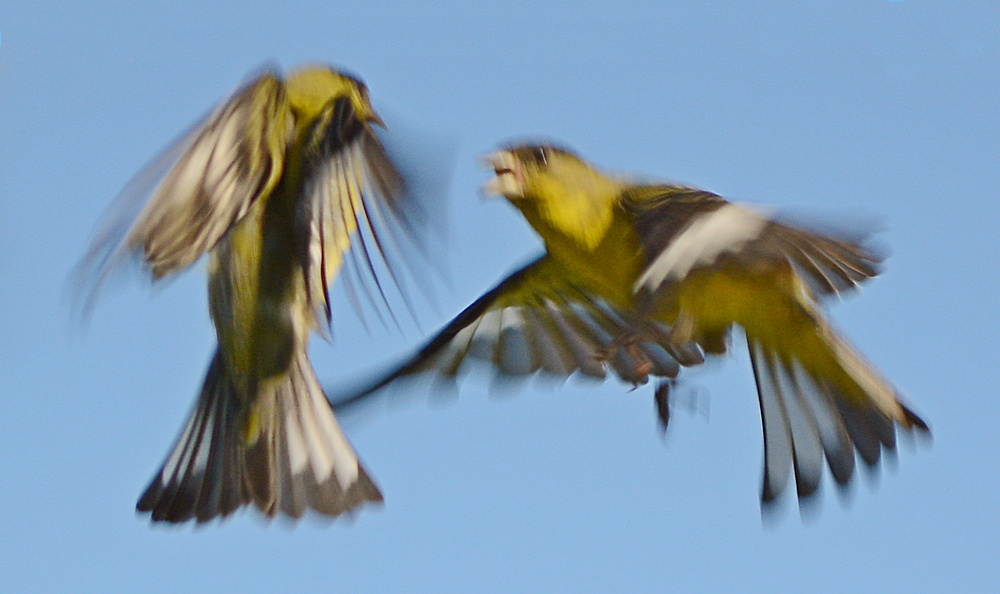 FinchFight.jpg