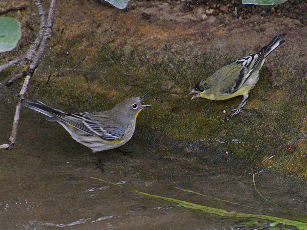 FinchWarbler.jpg