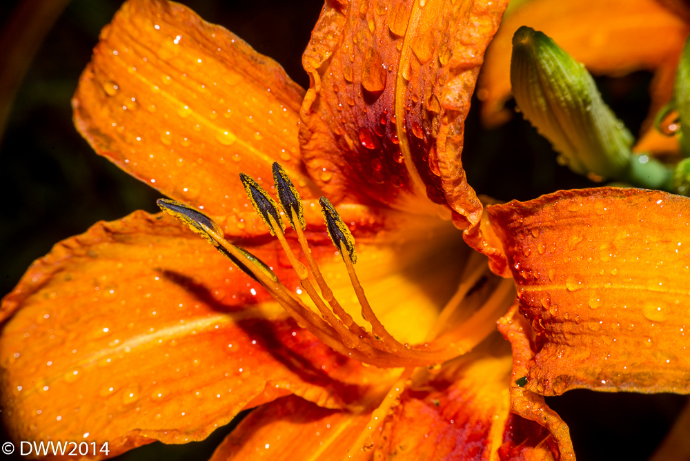 Fire Burst (1 of 1).jpg