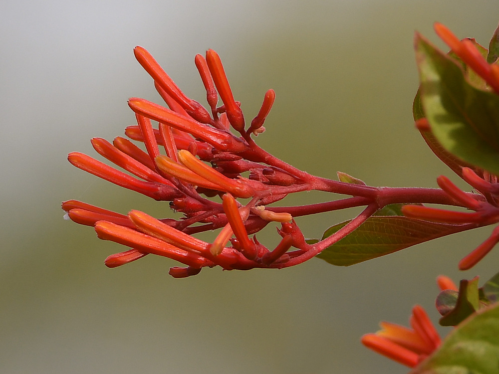 FireBush.jpg