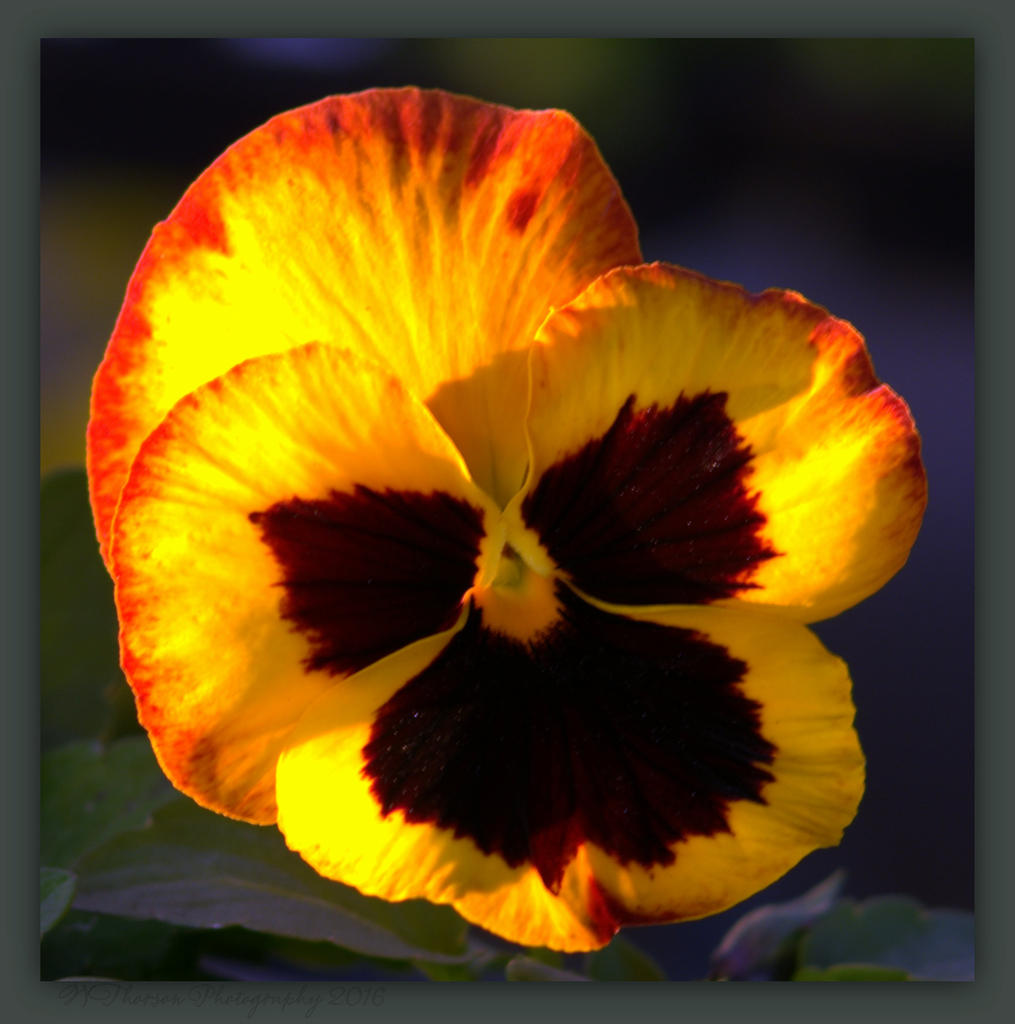 Firey Pansy 4-3-2016.jpg