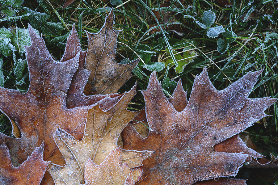 first frost 2013.jpg