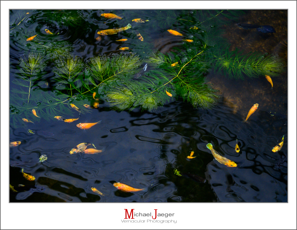 fish-1-2.jpg