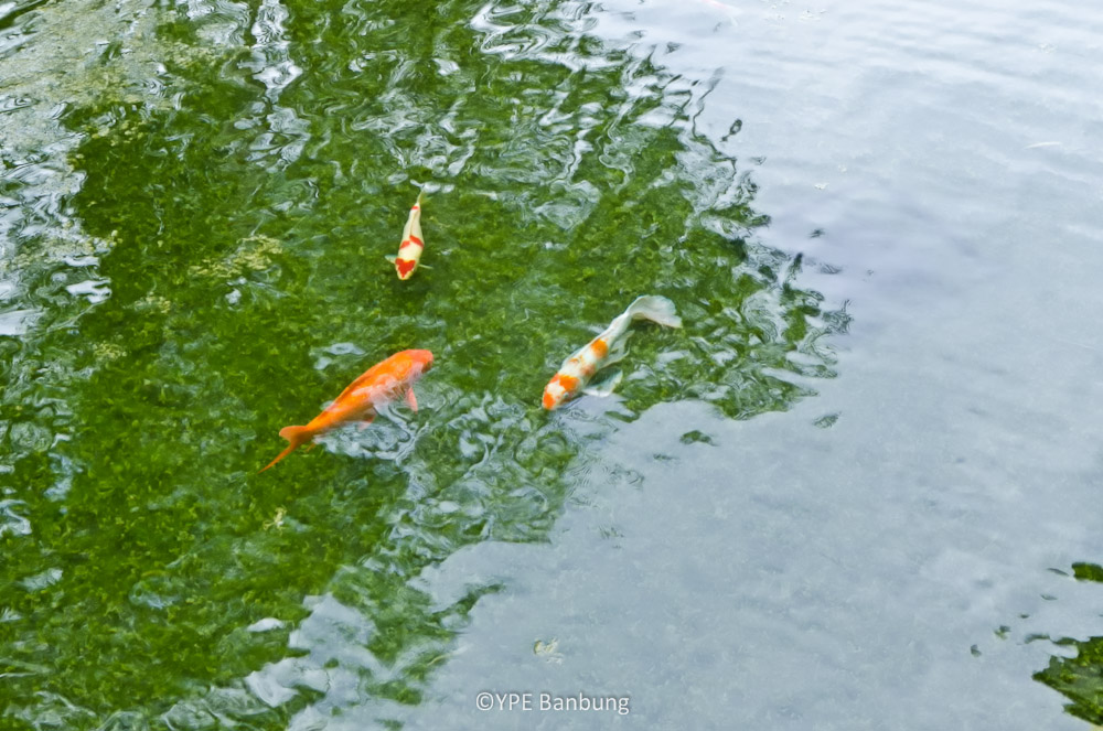 fish-1.jpg
