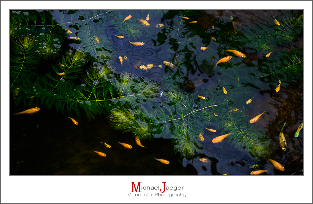 fish-1.jpg