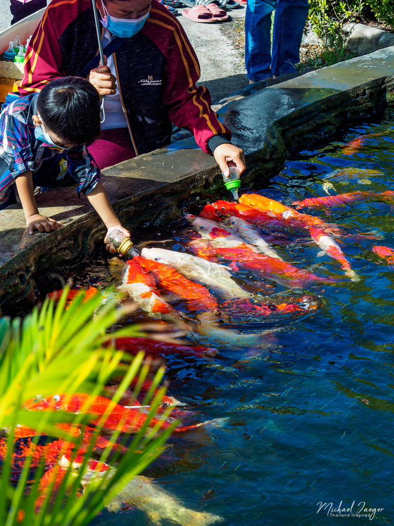 fish-1.jpg