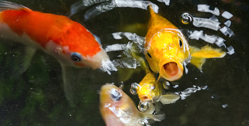 fish-1.jpg