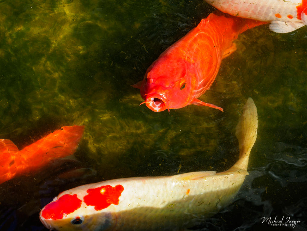 fish-2.jpg