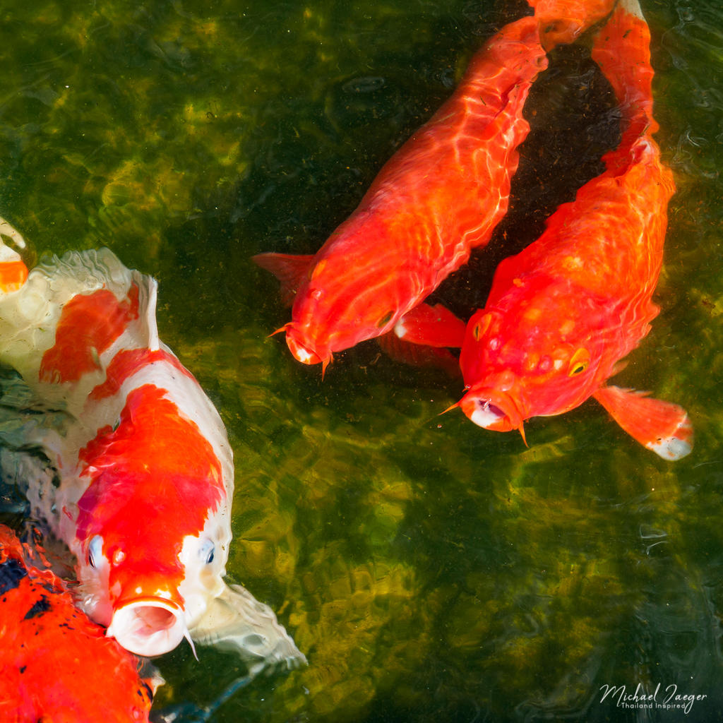 fish-3.jpg