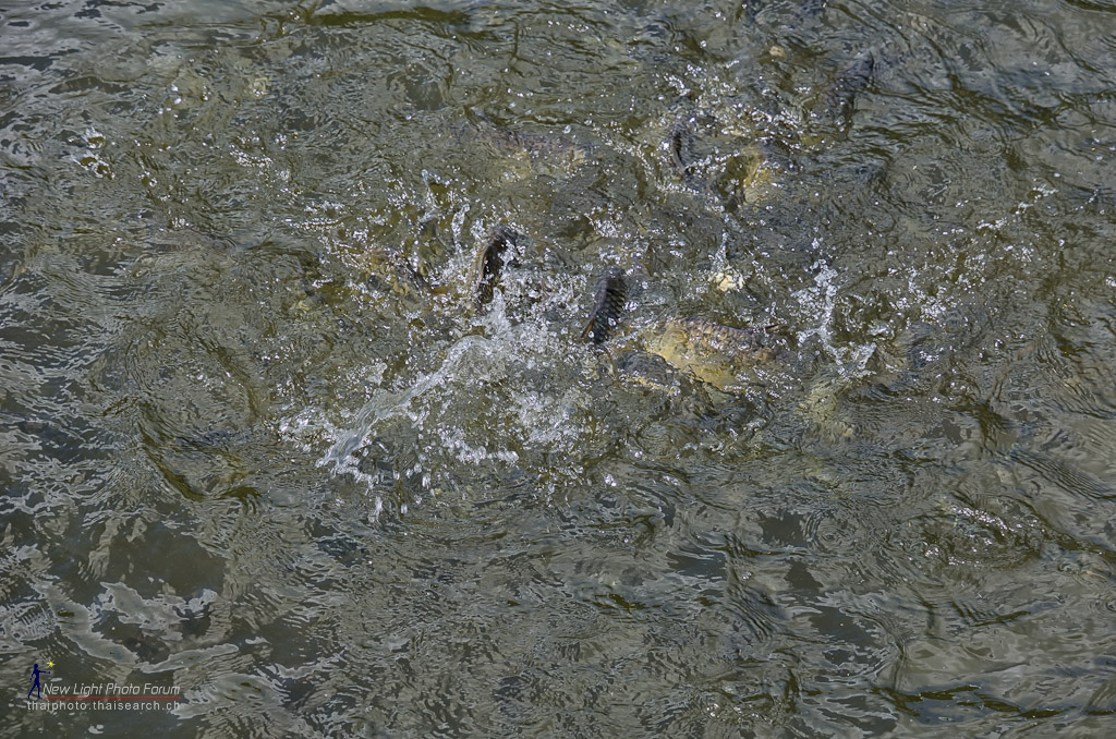 fish-5.jpg