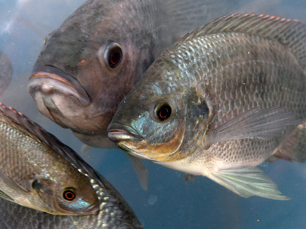 Fish.jpg
