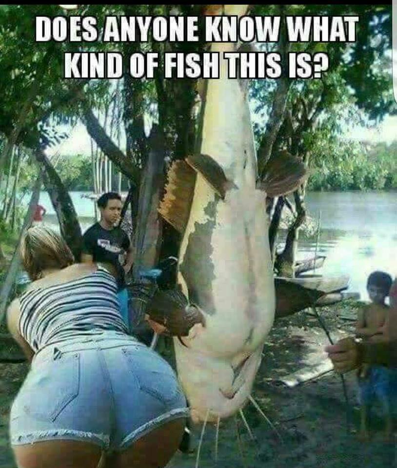 fish.jpg