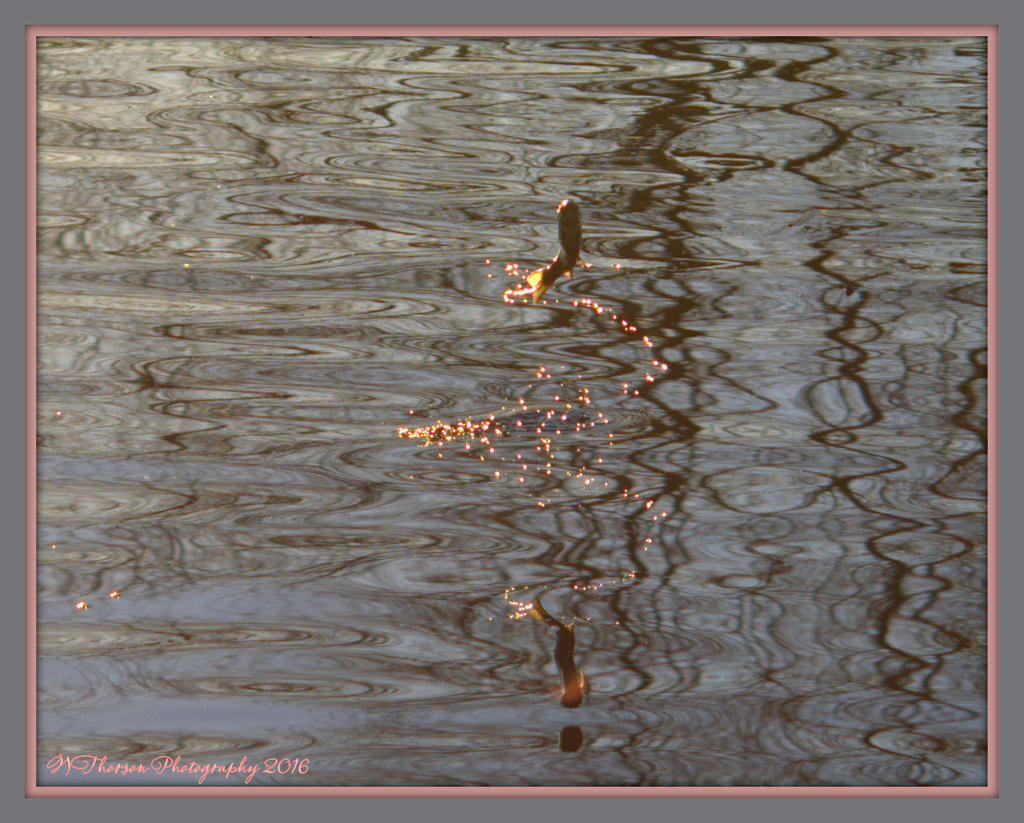 Fish Jumping 3-5-2016.jpg