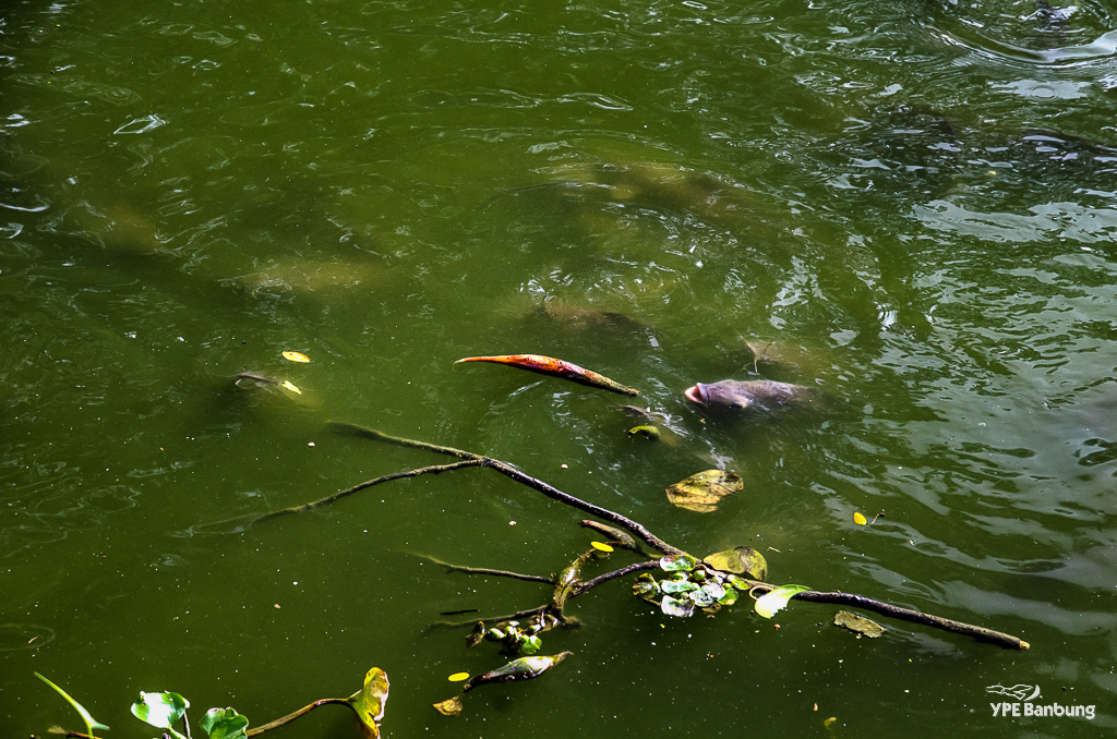 fish-pond-1.jpg