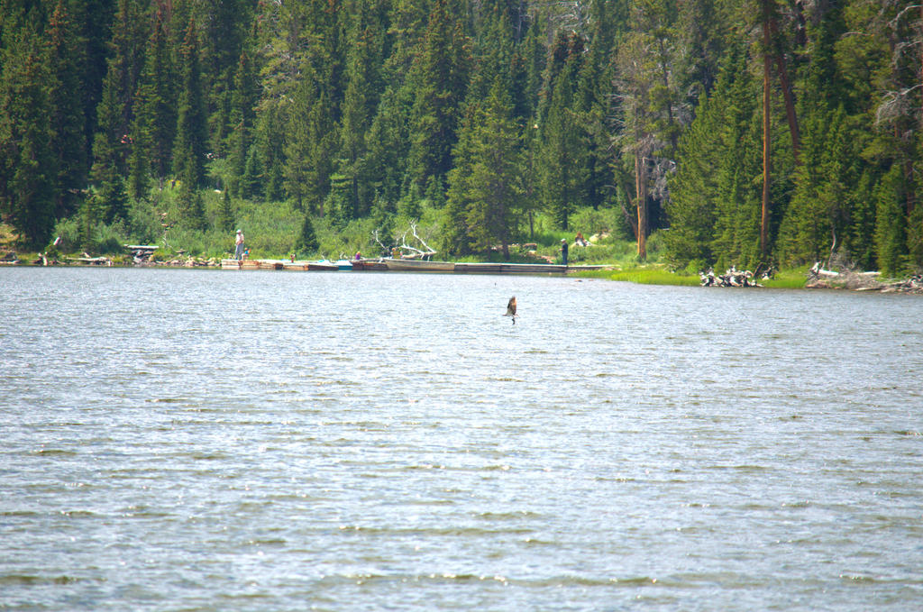Fish Story #3.jpg
