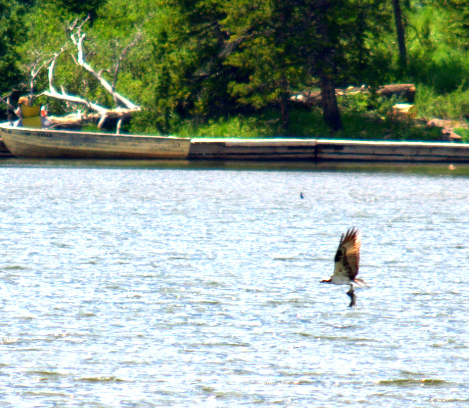 Fish Story #4.jpg