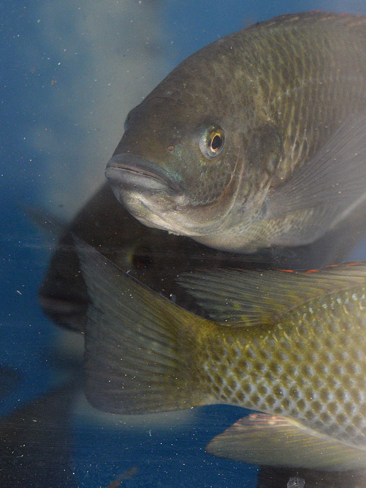 Fish4.jpg