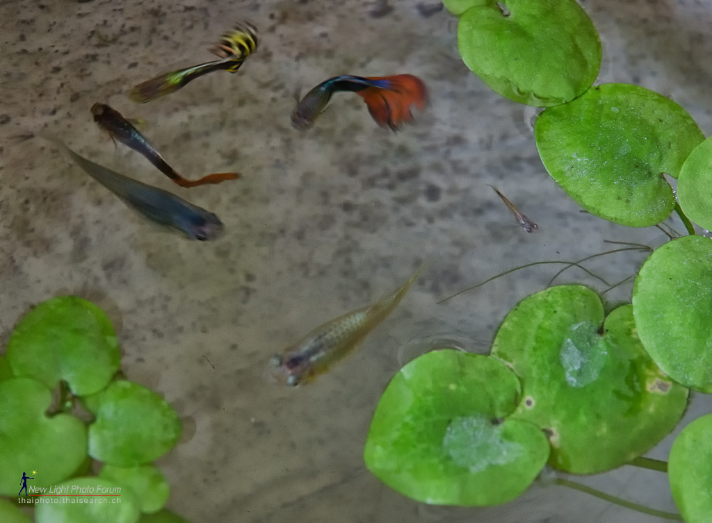 fishfast-1.jpg