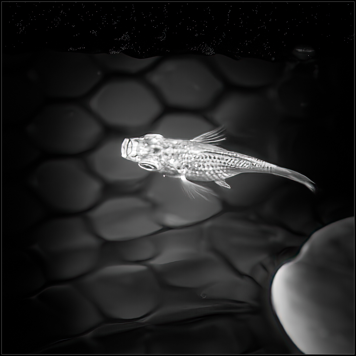 fishframe-1.jpg