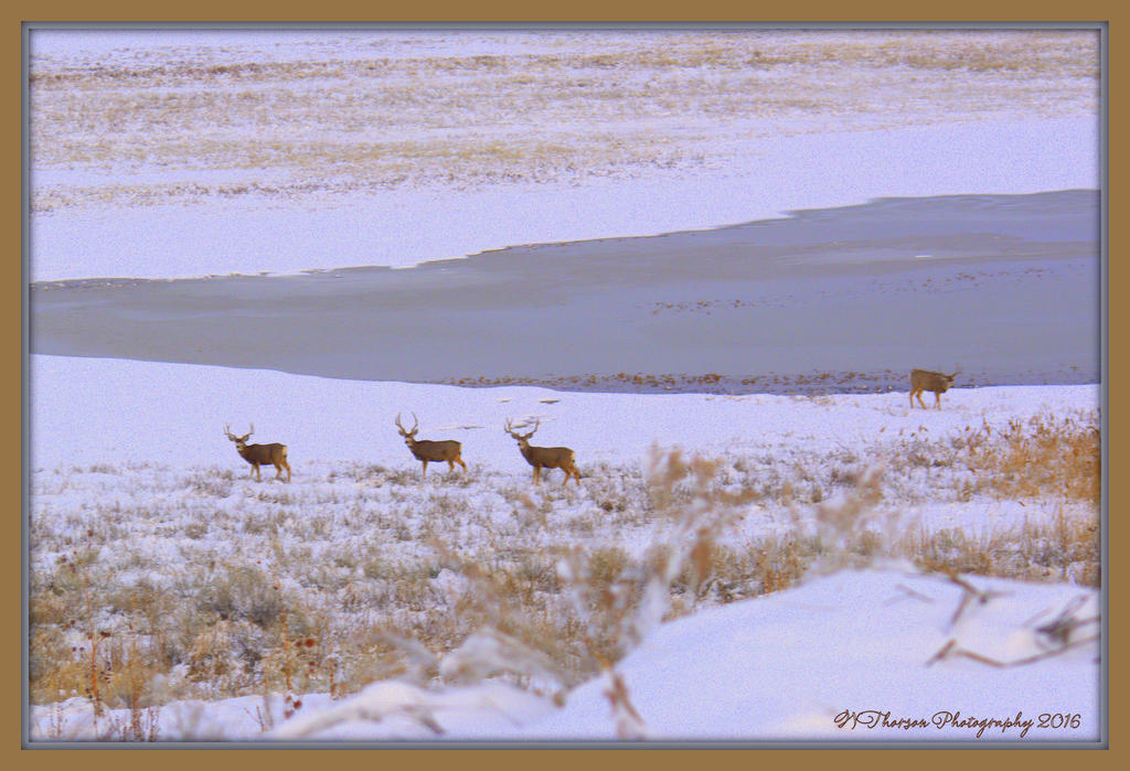 Five Deer on Antelope Island 1-30-2016.jpg