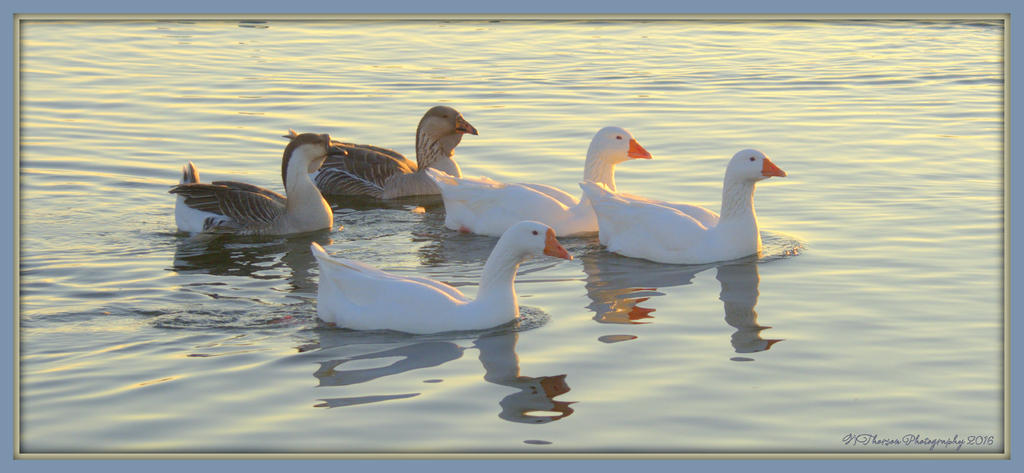 Five Geese 1-28-2016.jpg