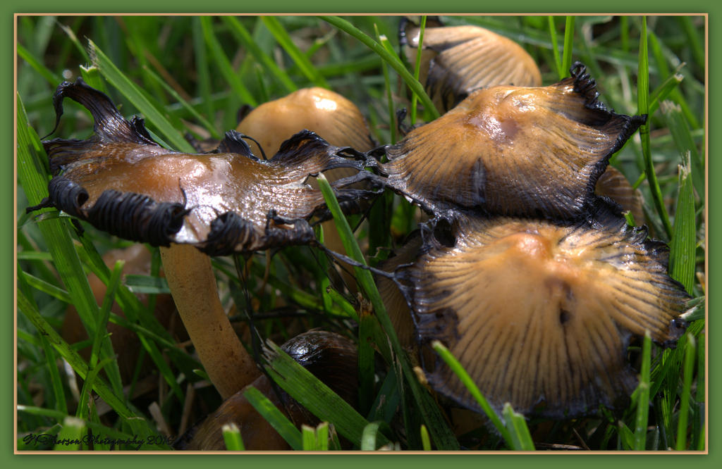 Five Mushrooms 4-28-2016.jpg