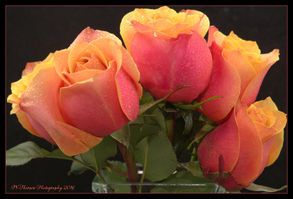 Five Peach, Pink, and Yellow Roses 5-19-2016.jpg