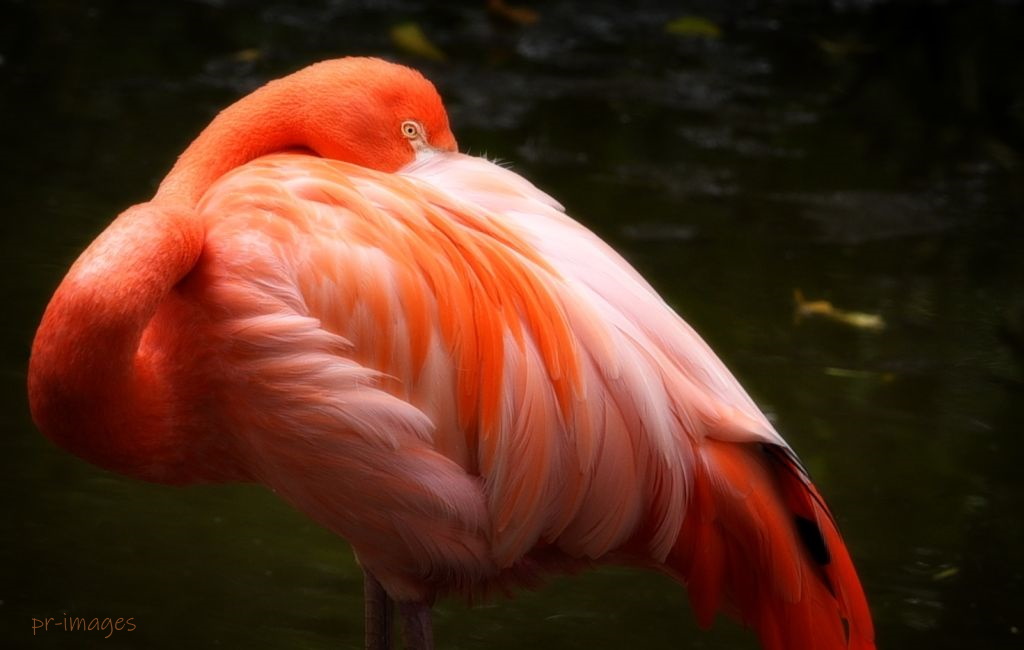 Flamingo 22 (1).JPG