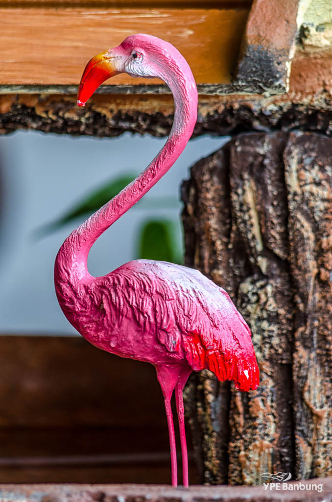 flamingo.jpg